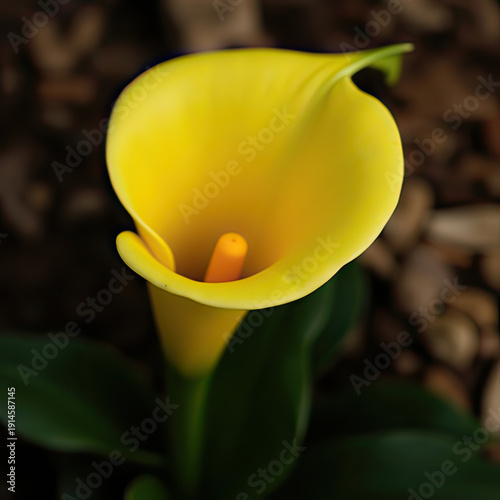 Vibrant yellow calla lily flower blooming