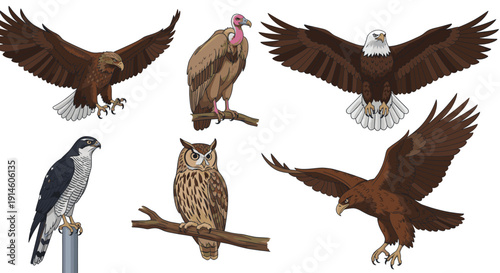 A collection of birds of prey in various poses and flight.