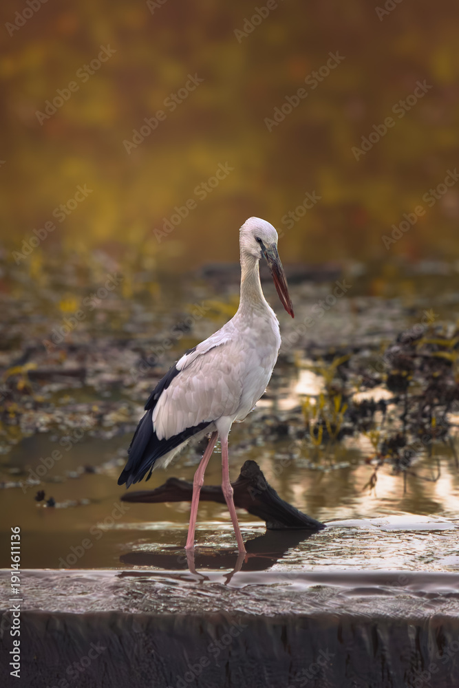 Obraz premium A graceful white stork stands calmly in shallow water, its long legs reflected on the surface while warm golden tones create a serene wetland atmosphere.