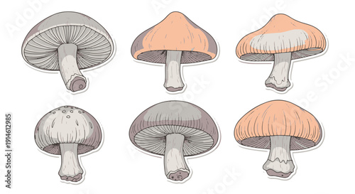 Collection of Diverse Stylized Fungi Some Showing Gills Others Smooth Caps in Gray and Orange Tones with Prominent White Outlines