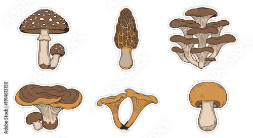 Six Distinct Types of Edible and Inedible Wild Mushrooms and Fungi Beautifully Rendered with Detailed Caps and Stems
