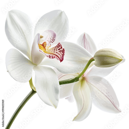 A beautiful macro shot of a blooming white orchid flower with delicate petals isolated on a white background, capturing the natural tropical beauty of this elegant floral botanical stem