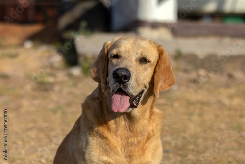 Smiling Golden Retriever Mixed Breed Dog Looking at Camera with Friendly Expression