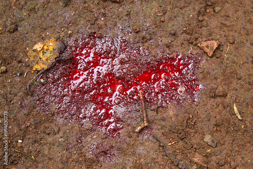 Tableau sur toile Fresh blood on the brown ground outdoors