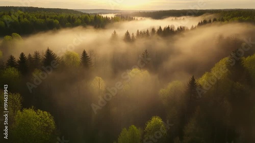 Aerial view of a mystical forest at sunrise with fog and golden light.