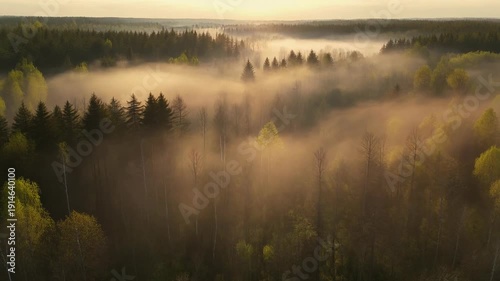 Aerial view of a mystical forest covered in fog during sunrise creating a serene and ethereal landscape.