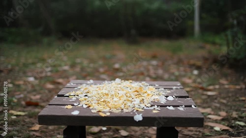 Autumn Leaves Falling on Wooden Table in Forest.