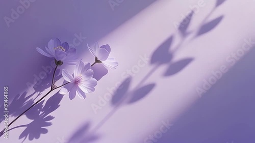 Beautiful Purple Flowers with Shadow Play on a Wall.