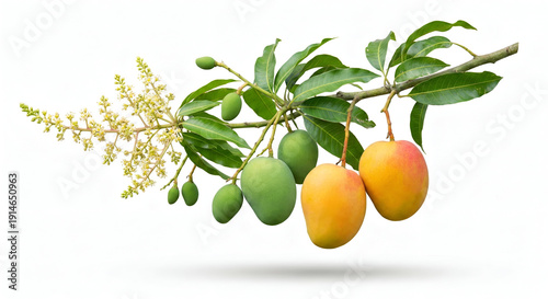 Ripe mangoes and unripe fruit hang on a branch with blossoms against a clean white background, representing tropical harvest and growth.