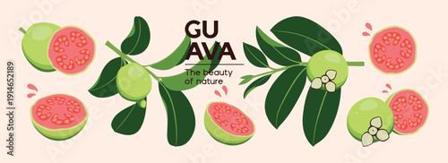 Guava. Flat vector illustration of whole and sliced tropical fruit, for print, sticker, decoration.