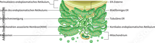 Endoplasmic Reticulum Structure with Ribosomes and Mitochondria German