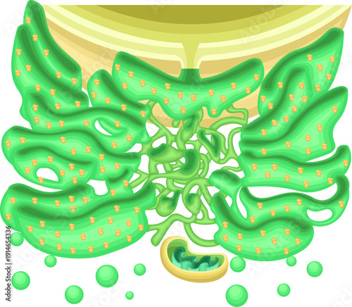 Endoplasmic Reticulum Structure with Ribosomes and Mitochondria