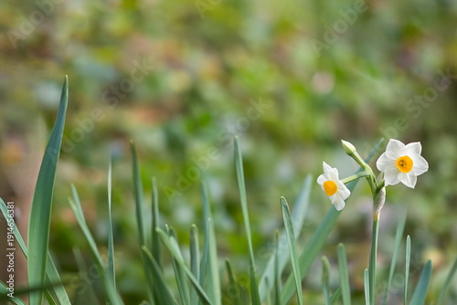水仙の花