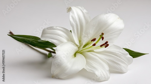White Lily On White Background