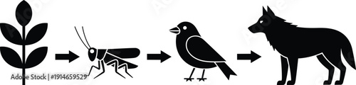Food chain diagram showing plant insect bird wolf sequence, ecosystem energy flow concept, simple silhouette vector illustration