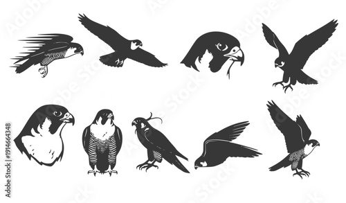 Peregrine Falcon Set: Dynamic Flight Poses and Detailed Head Portraits