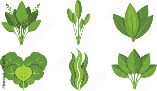 Green leafy vegetables and herbs collection including spinach lettuce and seaweed flat vector illustration isolated