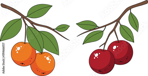 Hand drawn fruit branches with ripe oranges and red cherries botanical vector illustration isolated on white background