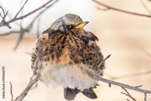 Schilderij op canvas A fieldfare bird sits on a bush branch, winter February.