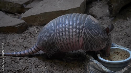 armadillo 1