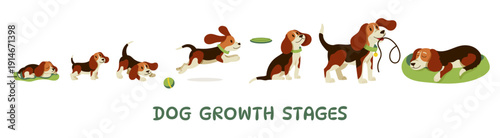 Dog growth. Cute puppy aging stages and adult dog characters, funny playful doggy, domestic animals of different ages, canine pet mascots. Vector dogs life cycle