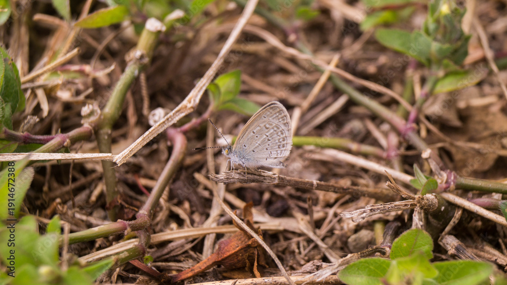 Obraz premium A photograph of a tiny grass blue butterfly. Taken from Las Pinas, NCR, Philippines.