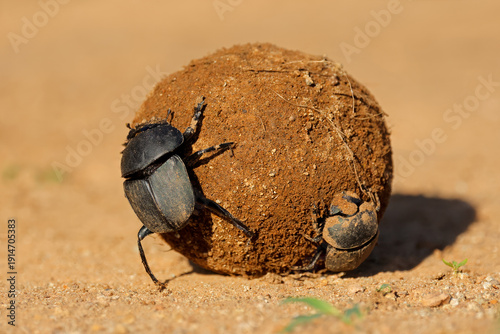 Obraz na plátně Dung beetles (Kheper lamarcki) rolling a sand covered dung ball, Madikwe game re