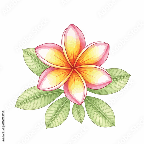 Vibrant Plumeria Flower