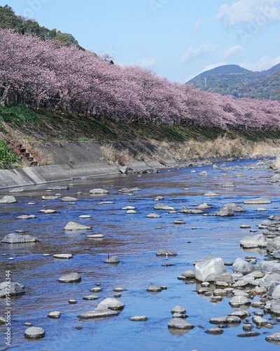 里山河津桜の風景