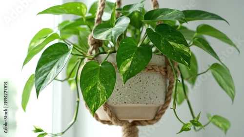 Wallpaper Mural Lush Green Pothos Houseplant in Decorative Ceramic Pot Hanging by Macrame Rope Near Bright Window for Interior Home Decor and Design Torontodigital.ca