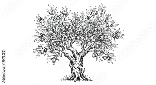 Detailed Hand Drawn Olive Tree with Fruits Isolated on White