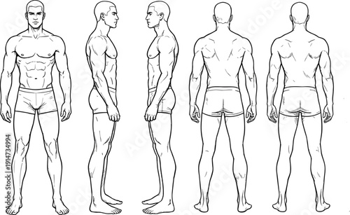 Male anatomy figure drawing with front, side and back views, detailed muscular body line art for medical reference
