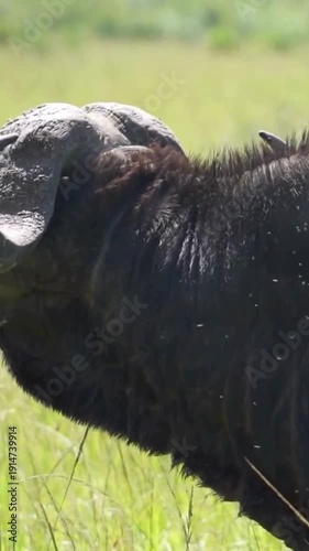 Vertical Close-Up of African Buffalo in Tall Grass