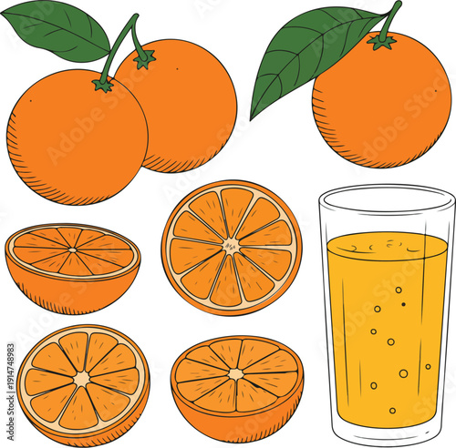 Fresh Orange Fruit and Juice Vector Illustration  Glass with Slices