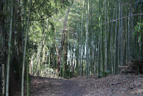 冬の川沿い散歩道　うっそうと生える竹林　