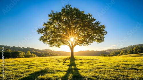 Sunlight through tree over green meadow panoramic rural landscape before sunset