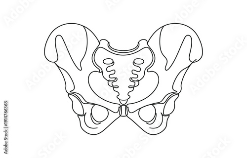 Human pelvic bone in continuous one line drawing.