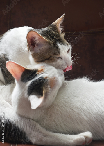 portrait of two cute cats caring each other