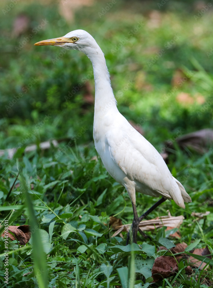 Obraz premium A white bird is standing in the grass