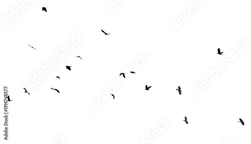 A flock of birds flying in the sky isolated on a white background.