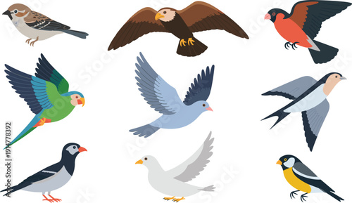 Flying birds vector illustration set, colorful wild and domestic bird collection, nature wildlife design elements vector, isolated background