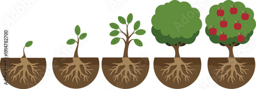Tree growth stages vector illustration set, plant development lifecycle collection, nature progression concept, isolated background design infographic botanical