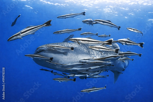 Photos A whale shark swims beneath the sunlit surface accompanied by numerous remoras a