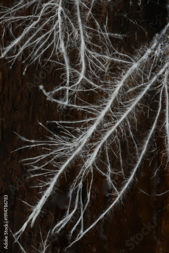 Slika na platnu Delicate White Mycelium Threads on Dark Wood Creating Natural Organic Patterns