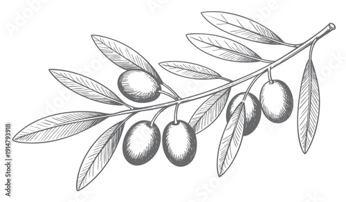 Olive branch botanical sketch collection in vintage engraved line art style isolated on white background. Vintage engraved olive branch set with leaves and fruits. 
