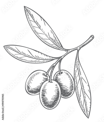 Olive branch botanical sketch collection in vintage engraved line art style isolated on white background. Vintage engraved olive branch set with leaves and fruits. 
