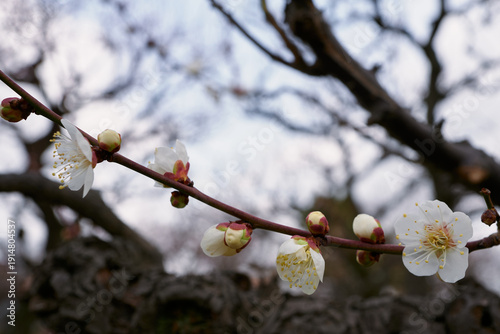 咲き始めの梅の花