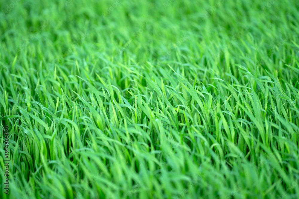 Fototapeta premium Fresh green Grass. Green Grass meadow field. Grass texture. Background of Grass.
