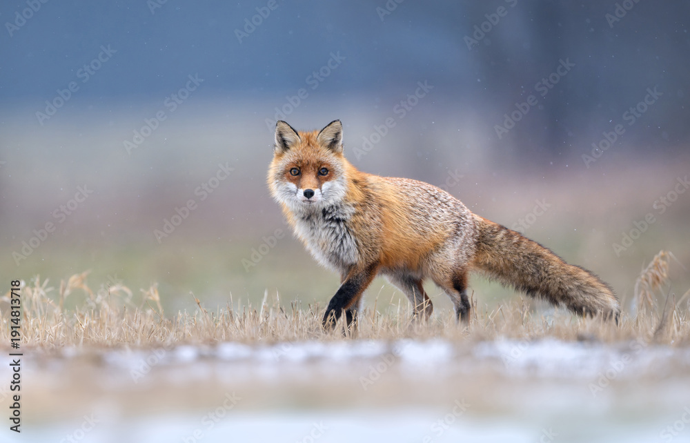 Fototapeta premium Red fox ( Vulpes vulpes ) in winter scenery