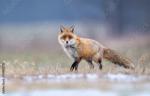 Wallpaper Mural Red fox ( Vulpes vulpes ) in winter scenery Torontodigital.ca